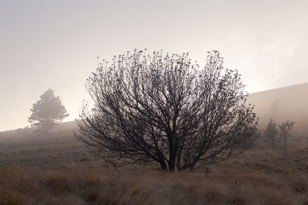 Drought-Resistant Trees for Your Landscape