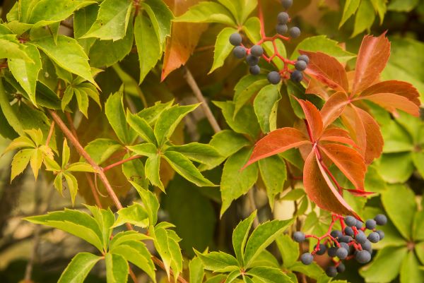 A Virginia creeper plant that Japanese beetles avoid.