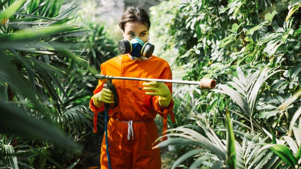 A professional woman spraying insecticides for Japanese beetle prevention