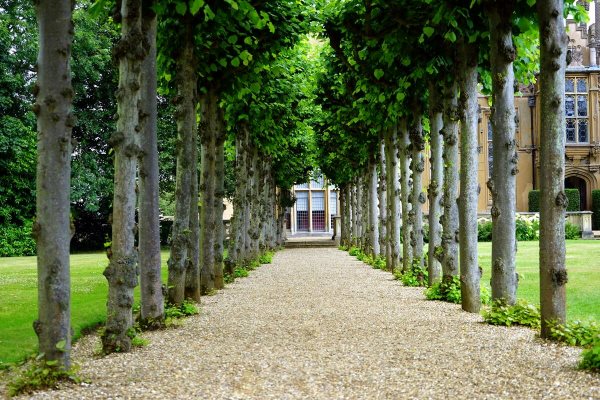 A well-maintained pathway with proper tree and shrub care