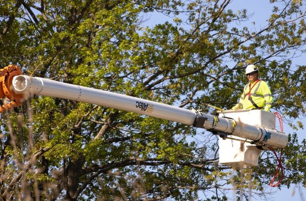 A professional arborist using a crane to trim branches