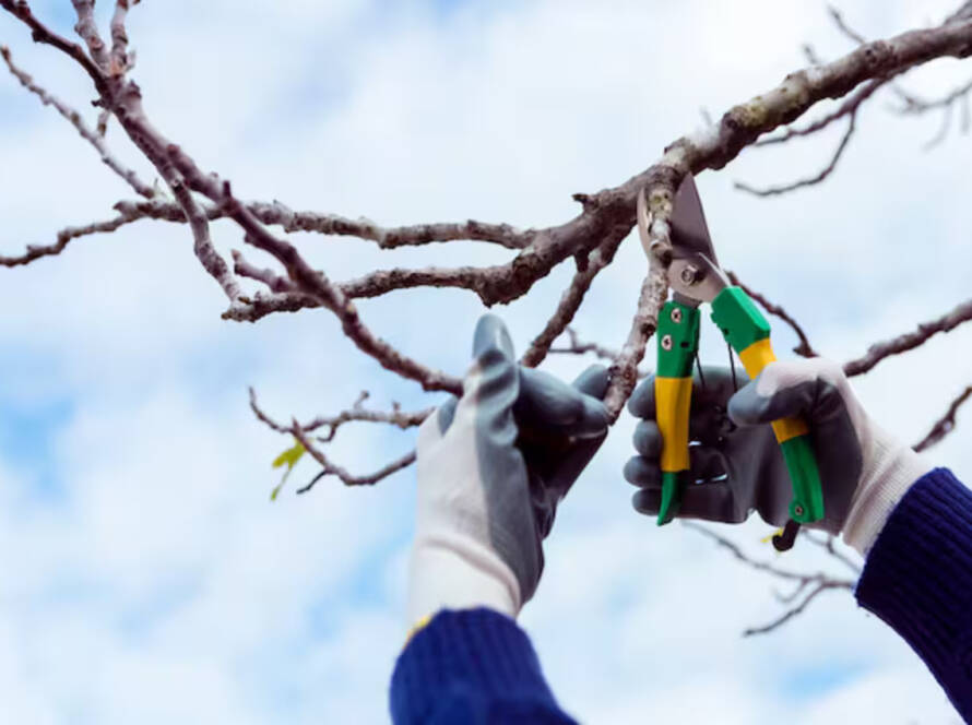 A man is pruning the tree