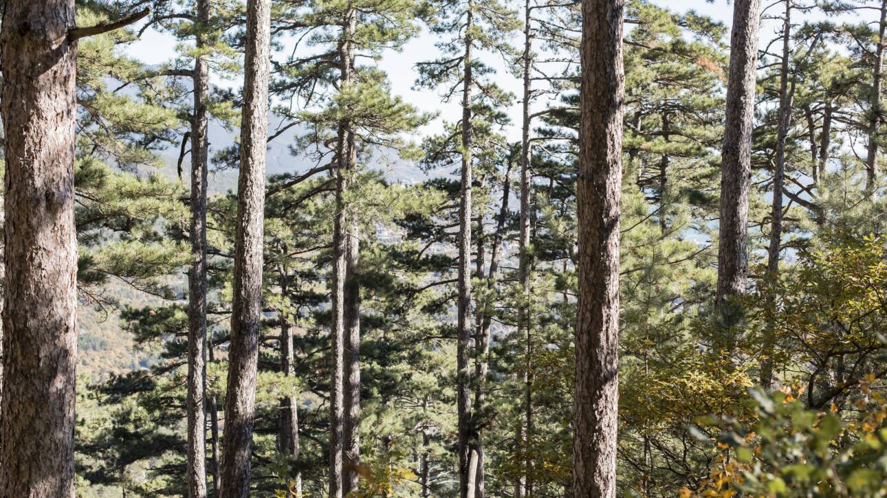 A pine tree infested with pine tree beetles