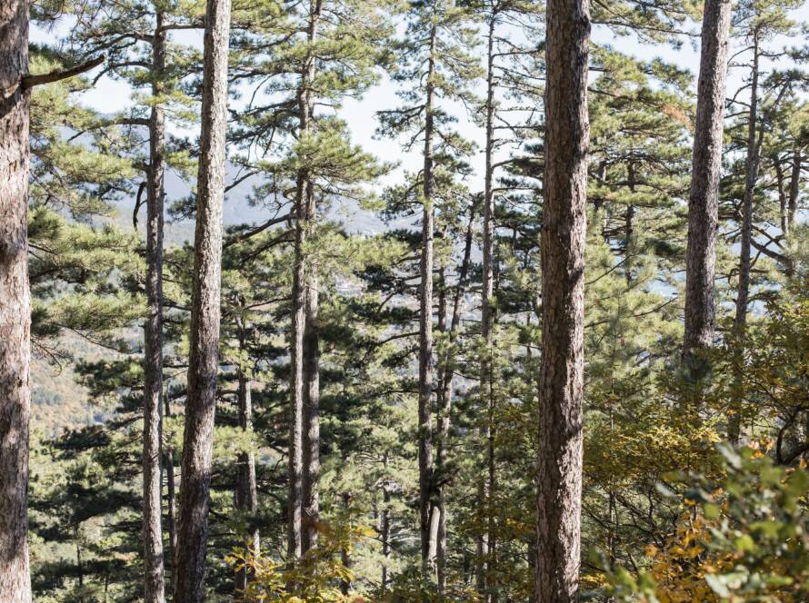 A pine tree infested with pine tree beetles