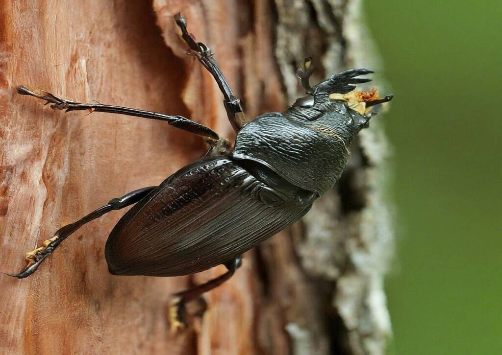 A tree affected by a pine beetle infestation