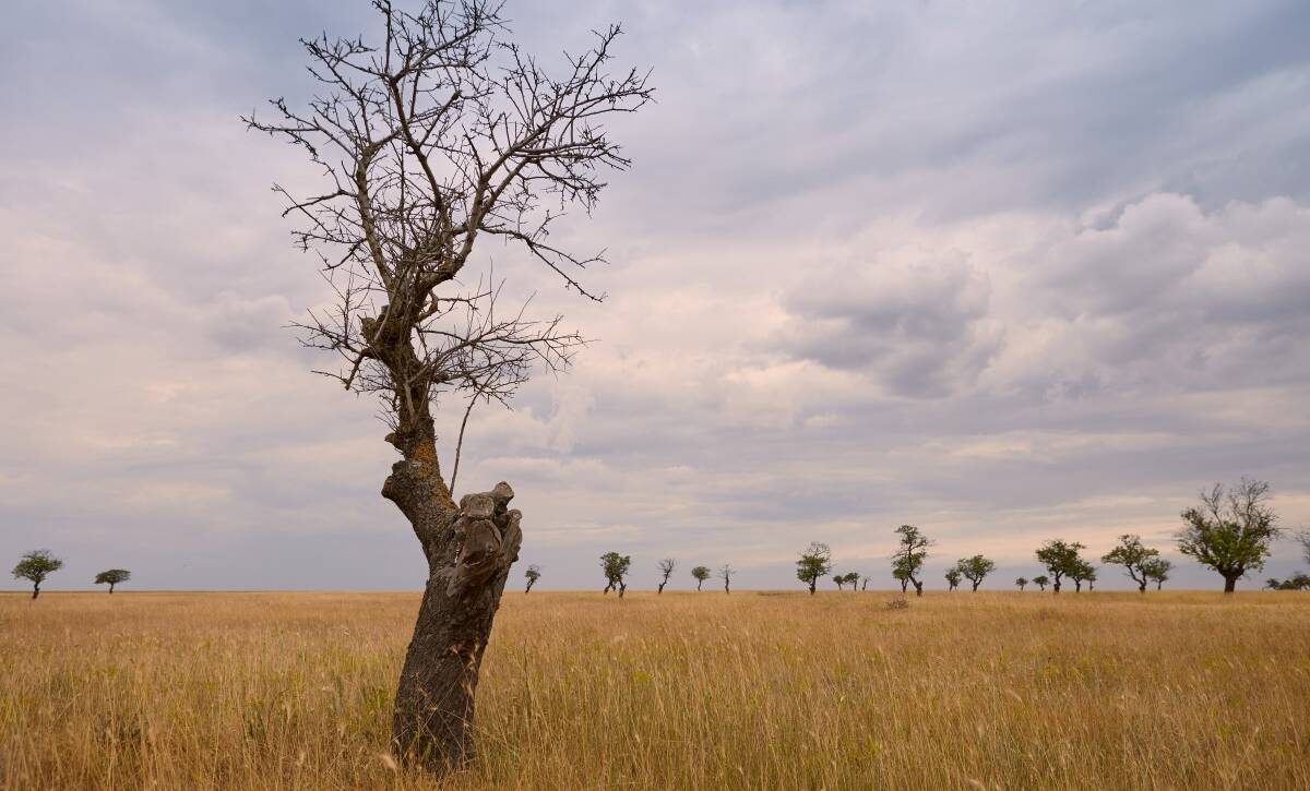 A withering tree