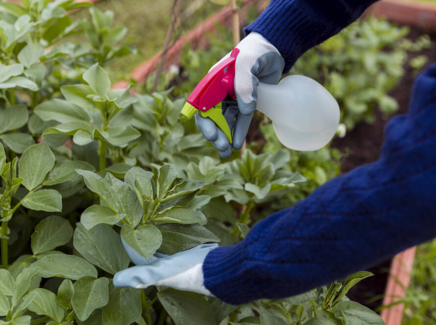 A worker spraying repellents to prevent Japanese beetles.