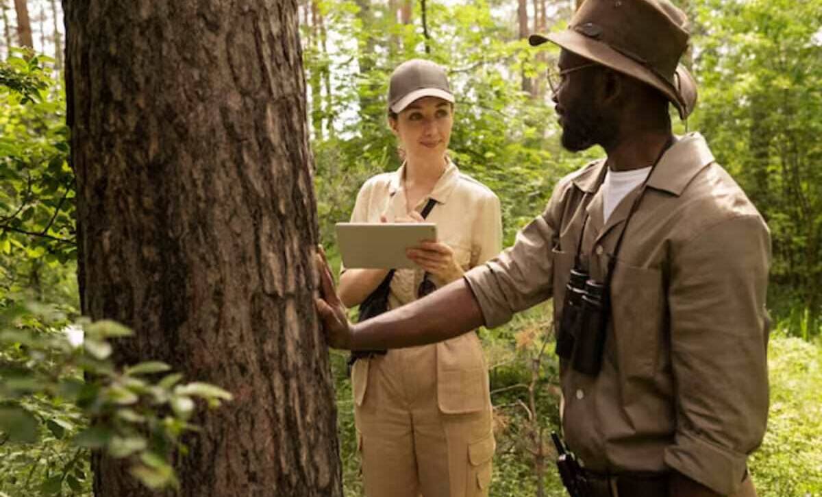 Arborists are conducting tree inspections