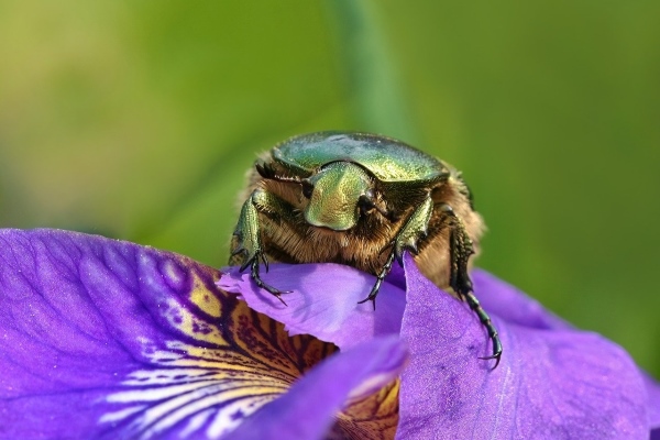 Japanese Beetle Life Cycle Overview