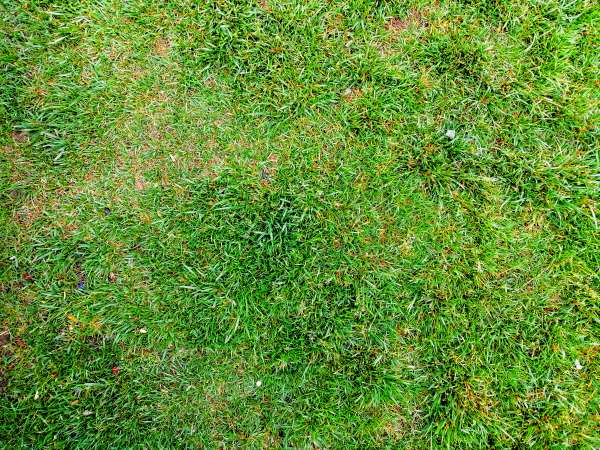 The Impact of Japanese Beetles on Lawns