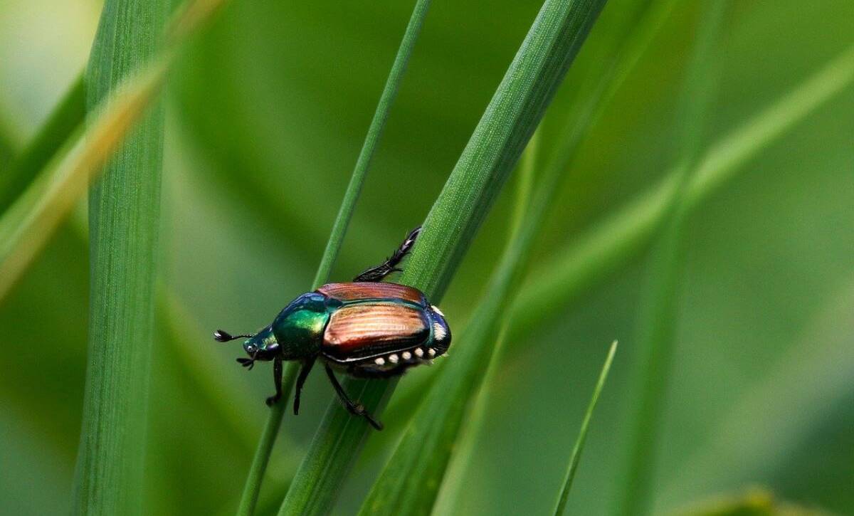 How Japanese Beetles Damage Lawns And What To Do