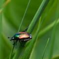 How Japanese Beetles Damage Lawns And What To Do 