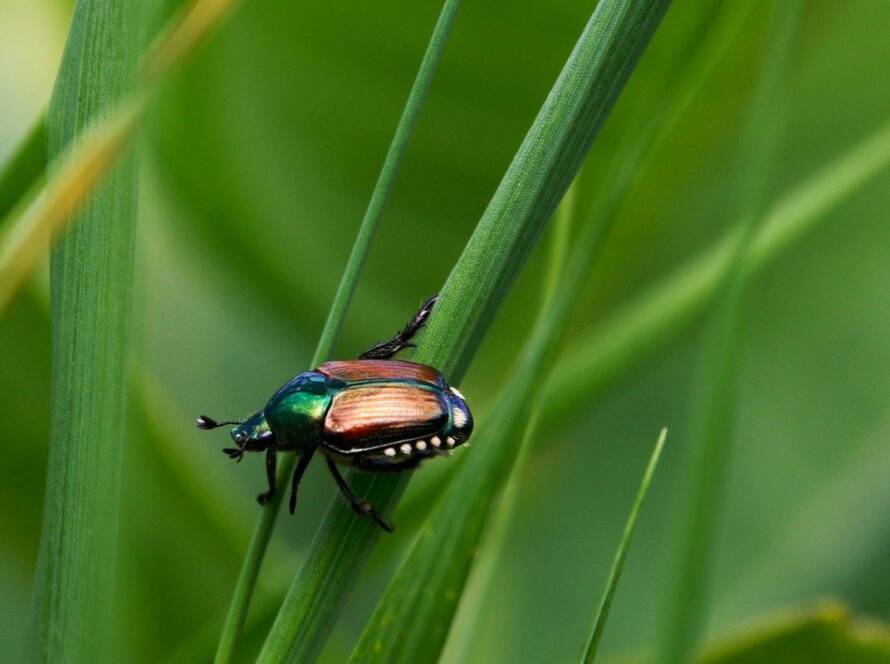 How Japanese Beetles Damage Lawns And What To Do